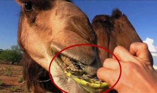 吃仙人掌不觉得扎嘴 吃仙人掌不觉得扎嘴